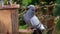 Feral pigeons fighting over peanuts in a squirrel feeding box.