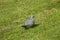 Feral pigeons. A gray dove on a green grass, summer. Bird on the street.