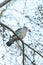 Feral pigeons. A gray dove sits on a branch in the forest, spring. Bird on the street.