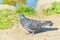 Feral pigeons. A gray dove sits on a branch in the forest, spring. Bird on the street.