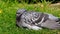 Feral pigeons having a wash in an urban house bird bath and bright sun.