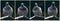Feral pigeons set on dark background. Front view