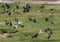 Feral pigeons walking in green grass in a park along the Nile River in Luxor, Egypt.