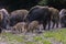 Feral pigs, sow and piglets rooting