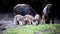 Feral pigs, sow and piglets rooting