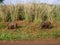 Feral pigs in the uplands on the Hawaiian Island of Kauai