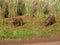 Feral pigs in the uplands on the Hawaiian Island of Kauai