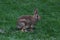 Feral Rabbit