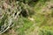 Feral Rabbit Using Gorse Bush As Home On Farm