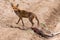Feral Red Fox in Australia