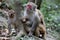 Feral Rhesus Monkeys Living in Zhangjiajie National Park China