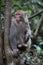 Feral Rhesus Monkeys Living in Zhangjiajie National Park China