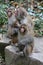 Feral Rhesus Monkeys Living in Zhangjiajie National Park China