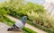 Feral rock dove