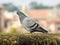 Feral rock dove, also known as rock pigeon