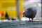 Feral rock pigeon foraging on the pavement in front of a blurry yellow bus with red taillights in berlin