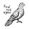 Feral rock pigeon - vector illustration sketch drawing
