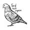 Feral rock pigeon - vector illustration sketch hand drawn