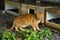 Feral stray cat abandoned under a bridge