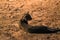 Feral stray cat looking around while laying in the sand in the Dead Sea area