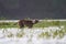 Feral street dog playing in water