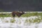 Feral street dog playing in water