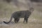 Feral wild cat in outback Queensland