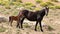 Feral Wild Horse Mustang Mare mother with her bay foal in the Pryor Mountains Wild Horse Refuge Sanctuary in Wyoming USA