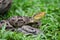 Ferdelance Bothrops asper