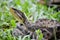 Ferdelance Bothrops asper