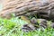 Ferdelance Pit Viper in the Rain Forest