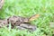 Ferdelance Pit Viper in the Rain Forest.