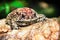 Ferguson`s toad Bufo fergusonii in past Schneider`s dwarf toad Duttaphrynus scaber amphibian