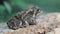 Ferguson`s toad Bufo fergusonii in past Schneider`s dwarf toad Duttaphrynus scaber amphibian