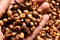 Fermentation  coffee beans honey wet process organic specialty robusta in thailand