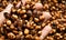 Fermentation coffee beans honey wet process organic specialty robusta in thailand