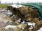 Fermented animal feed under a green tarp on a field i