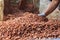 Fermenting cocoa beans to make chocolate