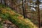 Fern in autumnal forest