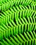 Fern for a background