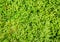 Fern background