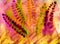 Fern background