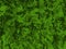 Fern Background