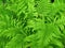 Fern background