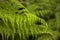 Fern background, green vegetative texture, blured tropical leave