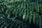 Fern backround. Green fern leaves in the forest