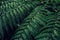 Fern backround. Green fern leaves in the forest