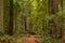 Fern below giant sequoias in Redwoods Forest in California