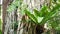 Fern birds nest on banyan. Bright fern birds nest with big green leaves growing up on banyan. Various tropical plants