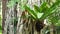 Fern birds nest on banyan. Bright fern birds nest with big green leaves growing up on banyan. Various tropical plants growing in